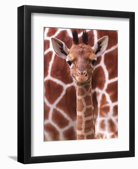 A Three Week Old Baby Giraffe at Whipsnade Wild Animal Park Pictured in Front of Its Mother-null-Framed Photographic Print