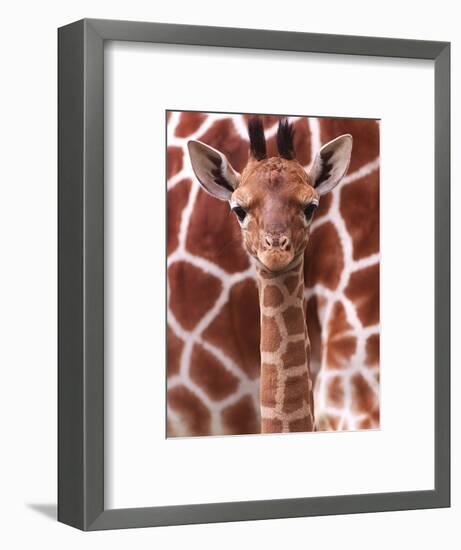 A Three Week Old Baby Giraffe at Whipsnade Wild Animal Park Pictured in Front of Its Mother-null-Framed Photographic Print