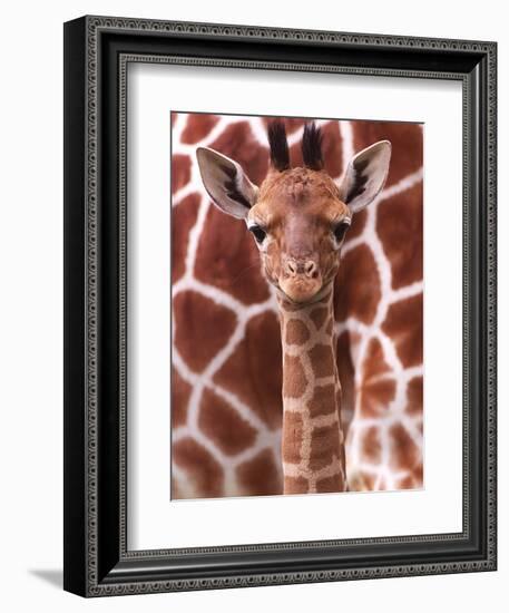A Three Week Old Baby Giraffe at Whipsnade Wild Animal Park Pictured in Front of Its Mother--Framed Photographic Print