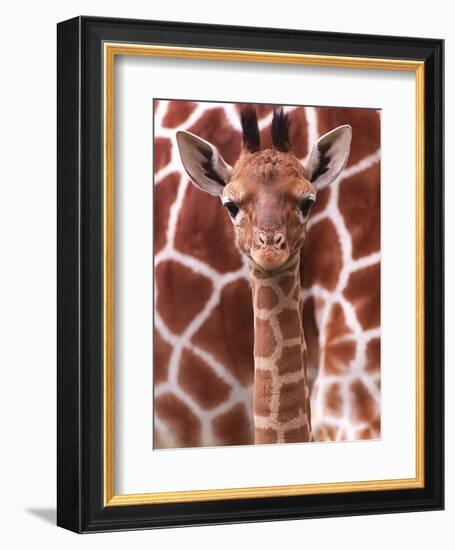 A Three Week Old Baby Giraffe at Whipsnade Wild Animal Park Pictured in Front of Its Mother--Framed Photographic Print