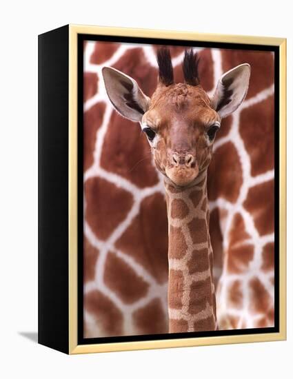 A Three Week Old Baby Giraffe at Whipsnade Wild Animal Park Pictured in Front of Its Mother-null-Framed Premier Image Canvas