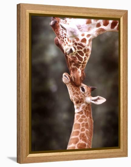 A Three Week Old Baby Giraffe with Its Mother at Whipsnade Zoo-null-Framed Premier Image Canvas