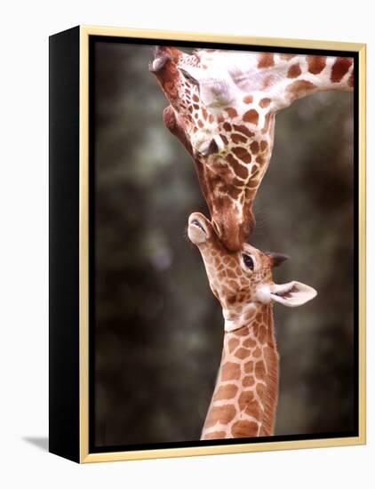 A Three Week Old Baby Giraffe with Its Mother at Whipsnade Zoo-null-Framed Premier Image Canvas