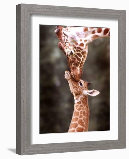 A Three Week Old Baby Giraffe with Its Mother at Whipsnade Zoo-null-Framed Photographic Print