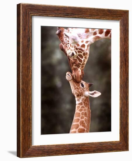 A Three Week Old Baby Giraffe with Its Mother at Whipsnade Zoo-null-Framed Photographic Print