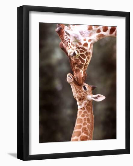 A Three Week Old Baby Giraffe with Its Mother at Whipsnade Zoo-null-Framed Photographic Print