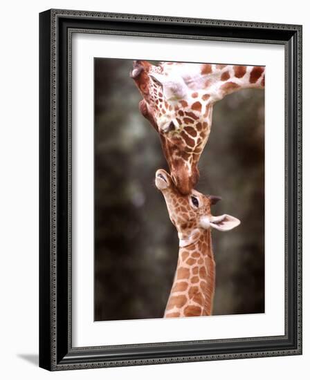 A Three Week Old Baby Giraffe with Its Mother at Whipsnade Zoo-null-Framed Photographic Print