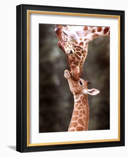 A Three Week Old Baby Giraffe with Its Mother at Whipsnade Zoo-null-Framed Photographic Print