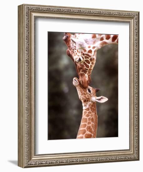 A Three Week Old Baby Giraffe with Its Mother at Whipsnade Zoo-null-Framed Photographic Print