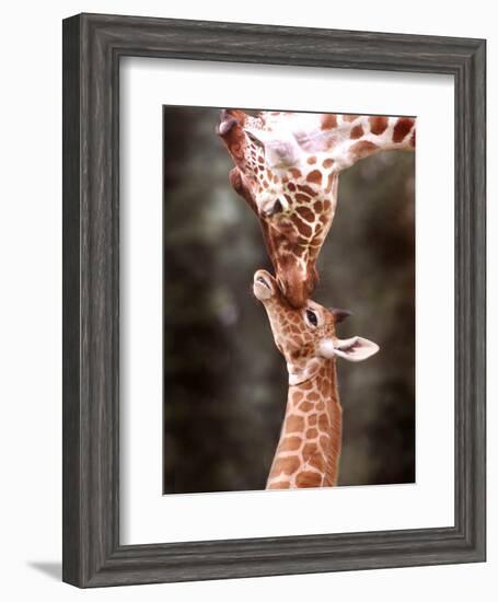 A Three Week Old Baby Giraffe with Its Mother at Whipsnade Zoo-null-Framed Photographic Print