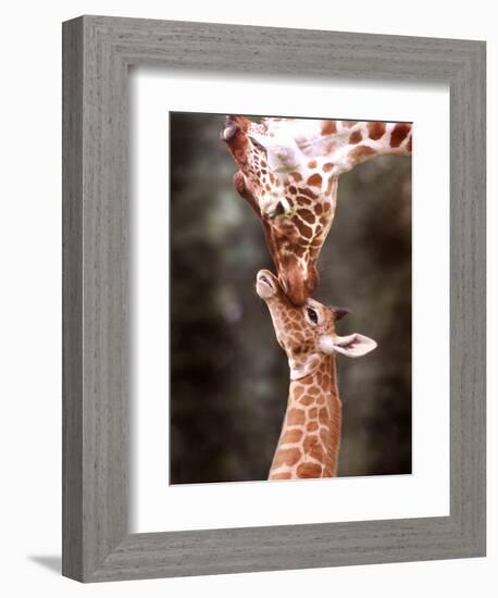 A Three Week Old Baby Giraffe with Its Mother at Whipsnade Zoo-null-Framed Photographic Print