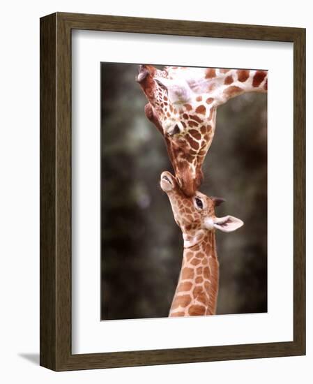 A Three Week Old Baby Giraffe with Its Mother at Whipsnade Zoo-null-Framed Photographic Print