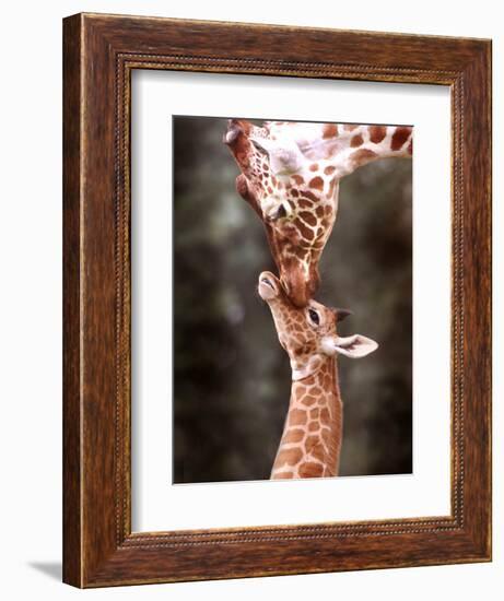 A Three Week Old Baby Giraffe with Its Mother at Whipsnade Zoo-null-Framed Photographic Print