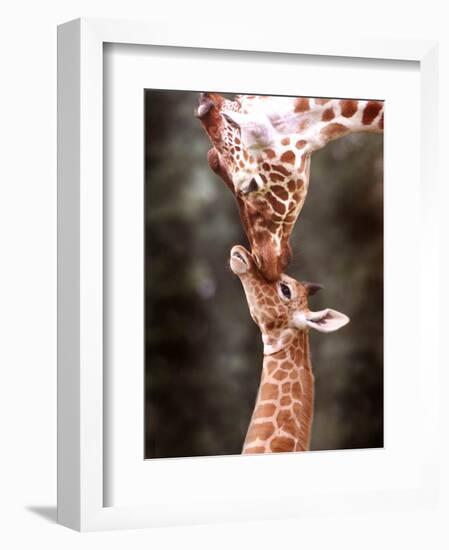 A Three Week Old Baby Giraffe with Its Mother at Whipsnade Zoo-null-Framed Photographic Print