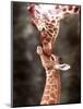 A Three Week Old Baby Giraffe with Its Mother at Whipsnade Zoo-null-Mounted Photographic Print