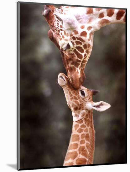 A Three Week Old Baby Giraffe with Its Mother at Whipsnade Zoo-null-Mounted Photographic Print