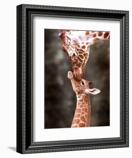 A Three Week Old Baby Giraffe with Its Mother at Whipsnade Zoo-null-Framed Photographic Print