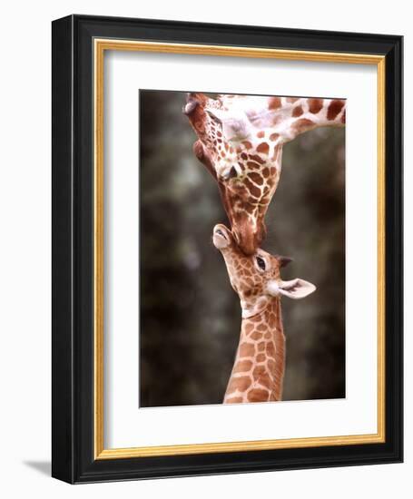 A Three Week Old Baby Giraffe with Its Mother at Whipsnade Zoo-null-Framed Photographic Print