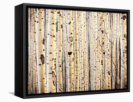 A Tight Stand of Aspens Greets the Morning Sun, Maroon Bells, Aspen, Colorado-Daniel Gambino-Framed Premier Image Canvas