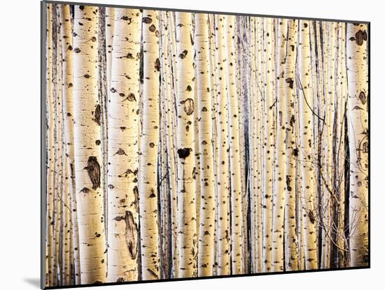 A Tight Stand of Aspens Greets the Morning Sun, Maroon Bells, Aspen, Colorado-Daniel Gambino-Mounted Photographic Print