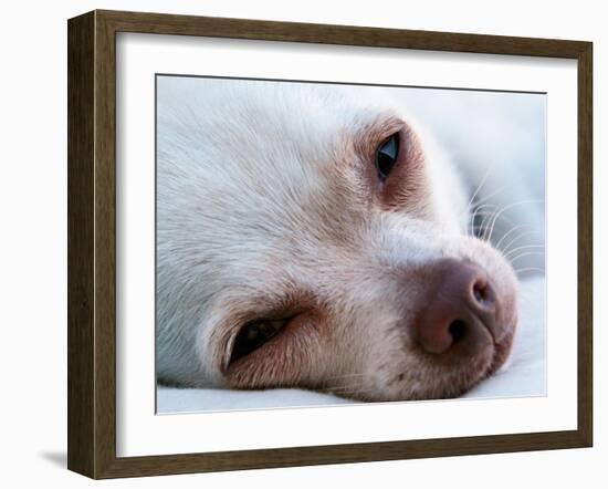 A Tiny Chihuahua Lying On A Couch-graphicphoto-Framed Photographic Print