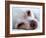 A Tiny Chihuahua Lying On A Couch-graphicphoto-Framed Photographic Print