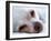 A Tiny Chihuahua Lying On A Couch-graphicphoto-Framed Photographic Print