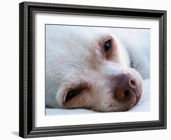 A Tiny Chihuahua Lying On A Couch-graphicphoto-Framed Photographic Print