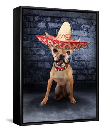 chihuahua in sombrero