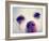 A Tiny Chihuahua with the Focus on the Eyes-graphicphoto-Framed Photographic Print