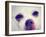 A Tiny Chihuahua with the Focus on the Eyes-graphicphoto-Framed Photographic Print