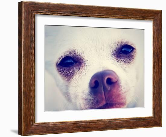 A Tiny Chihuahua with the Focus on the Eyes-graphicphoto-Framed Photographic Print