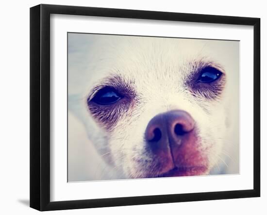 A Tiny Chihuahua with the Focus on the Eyes-graphicphoto-Framed Photographic Print