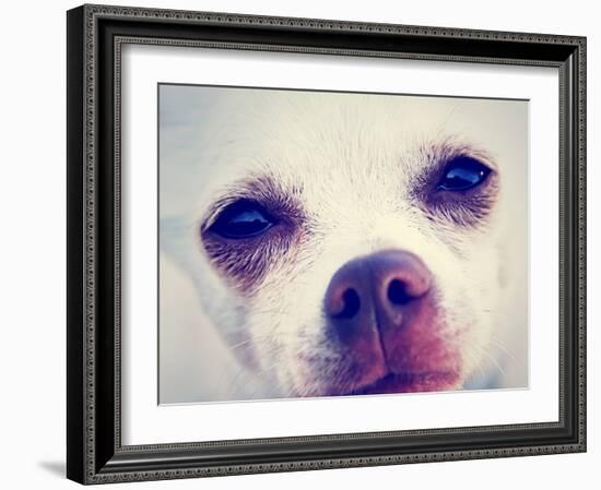 A Tiny Chihuahua with the Focus on the Eyes-graphicphoto-Framed Photographic Print