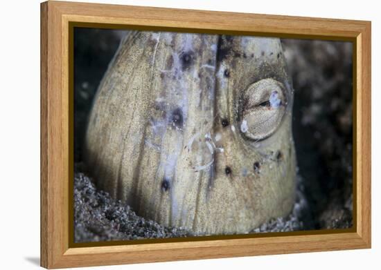 A Tiny Cleaner Shrimp Removes Parasites from a Black-Finned Snake Eel-Stocktrek Images-Framed Premier Image Canvas