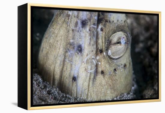 A Tiny Cleaner Shrimp Removes Parasites from a Black-Finned Snake Eel-Stocktrek Images-Framed Premier Image Canvas