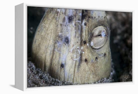 A Tiny Cleaner Shrimp Removes Parasites from a Black-Finned Snake Eel-Stocktrek Images-Framed Premier Image Canvas