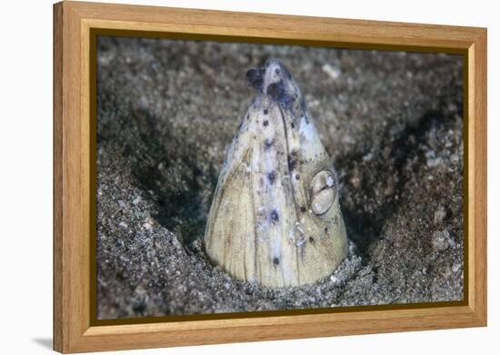 A Tiny Cleaner Shrimp Removes Parasites from a Black-Finned Snake Eel-Stocktrek Images-Framed Premier Image Canvas