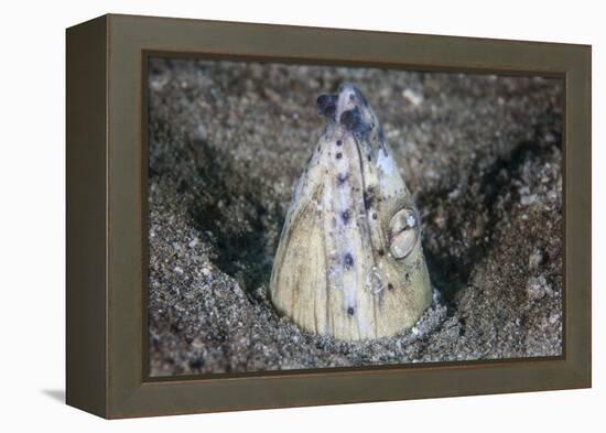 A Tiny Cleaner Shrimp Removes Parasites from a Black-Finned Snake Eel-Stocktrek Images-Framed Premier Image Canvas