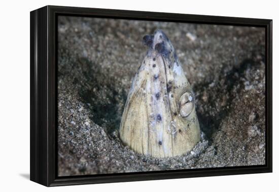 A Tiny Cleaner Shrimp Removes Parasites from a Black-Finned Snake Eel-Stocktrek Images-Framed Premier Image Canvas