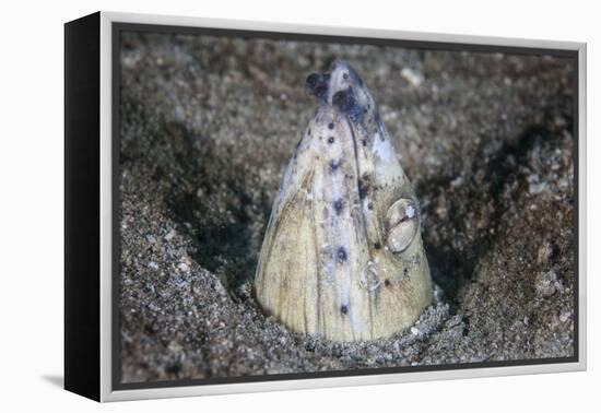 A Tiny Cleaner Shrimp Removes Parasites from a Black-Finned Snake Eel-Stocktrek Images-Framed Premier Image Canvas