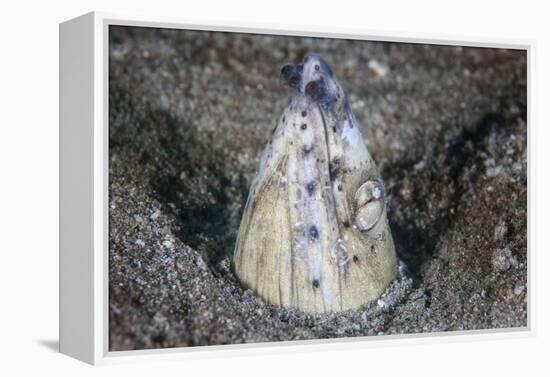 A Tiny Cleaner Shrimp Removes Parasites from a Black-Finned Snake Eel-Stocktrek Images-Framed Premier Image Canvas