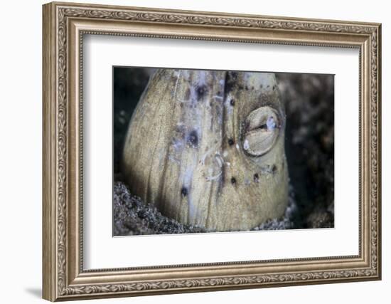 A Tiny Cleaner Shrimp Removes Parasites from a Black-Finned Snake Eel-Stocktrek Images-Framed Photographic Print