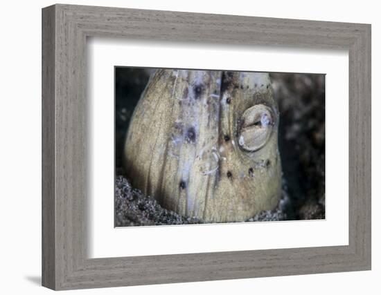 A Tiny Cleaner Shrimp Removes Parasites from a Black-Finned Snake Eel-Stocktrek Images-Framed Photographic Print