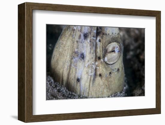 A Tiny Cleaner Shrimp Removes Parasites from a Black-Finned Snake Eel-Stocktrek Images-Framed Photographic Print