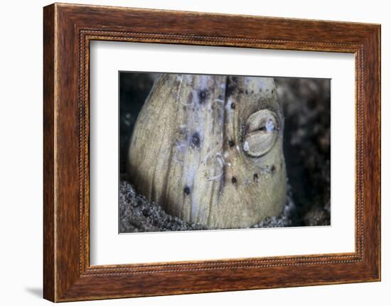 A Tiny Cleaner Shrimp Removes Parasites from a Black-Finned Snake Eel-Stocktrek Images-Framed Photographic Print