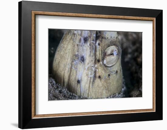 A Tiny Cleaner Shrimp Removes Parasites from a Black-Finned Snake Eel-Stocktrek Images-Framed Photographic Print