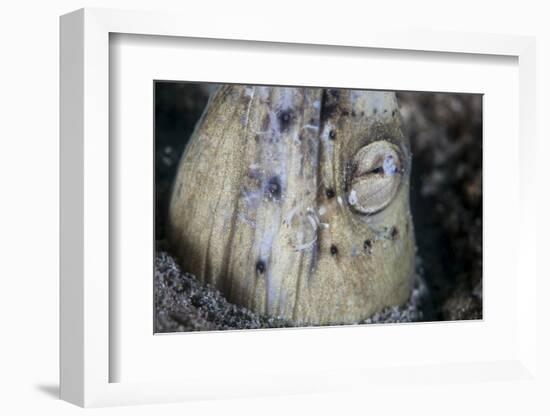 A Tiny Cleaner Shrimp Removes Parasites from a Black-Finned Snake Eel-Stocktrek Images-Framed Photographic Print