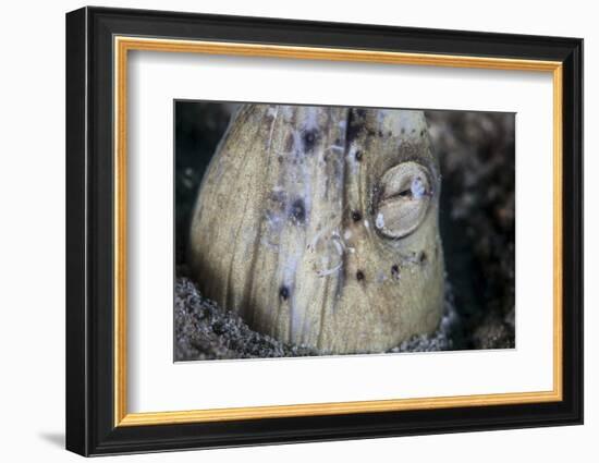 A Tiny Cleaner Shrimp Removes Parasites from a Black-Finned Snake Eel-Stocktrek Images-Framed Photographic Print