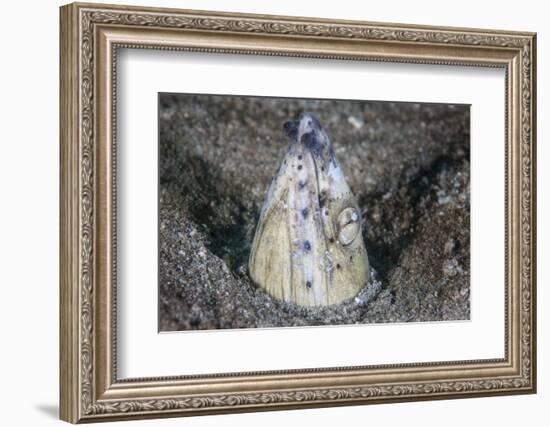 A Tiny Cleaner Shrimp Removes Parasites from a Black-Finned Snake Eel-Stocktrek Images-Framed Photographic Print